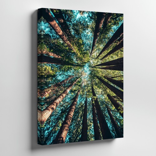Tall redwood trees looking - tall,