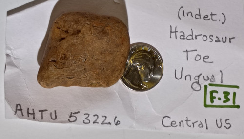 Hadrosaur toe ungual - (indet.),