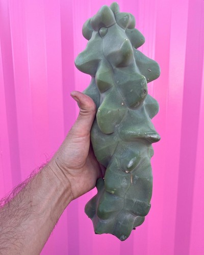 Totem pole obesa cactus - totem,