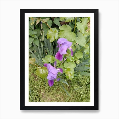Purple iris art - purple, print