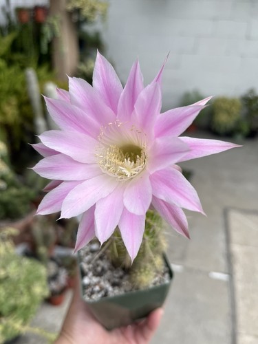 Echinopsis lobivia oxygona - echinopsis,