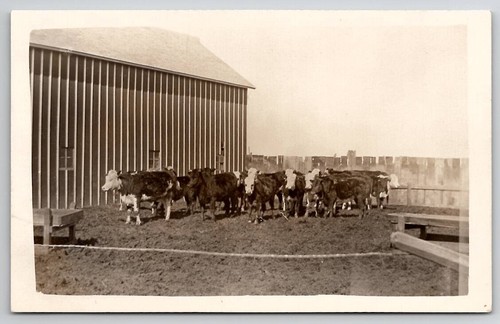 Rppc heard cattle farm - cattle,