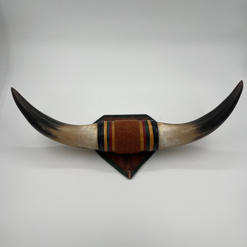 Vintage mounted steer horns - mounted,