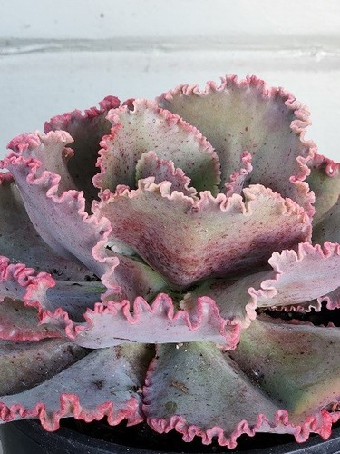 Huge echeveria hybrid - huge, red