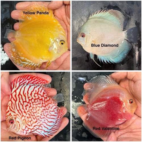 Pack discus fish 3 - 4, 3.75