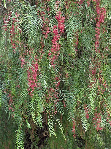 Schinus molle california - molle, |