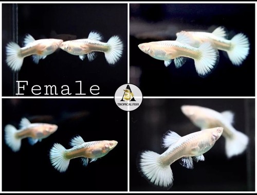 Female live aquarium guppy - -,