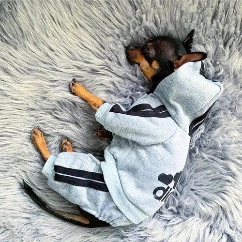 Pet dog clothes - pet, jumpsuit