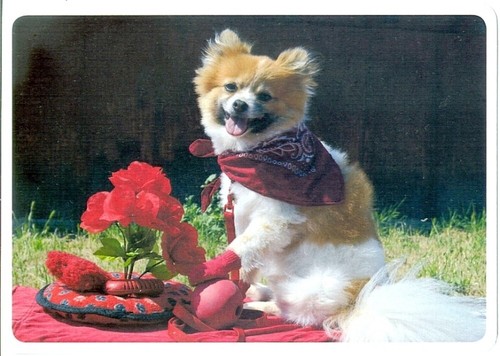 Chihuahua puppy brown white - brown,