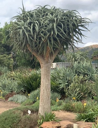 Aloe samson tree starter - aloe, plant