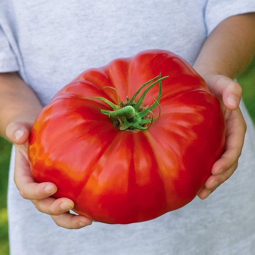 100 beefsteak heirloom tomato - 100+,