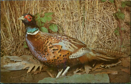 Ring necked pheasant - necked,