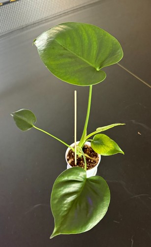 Monstera deliciosa swiss - monstera,