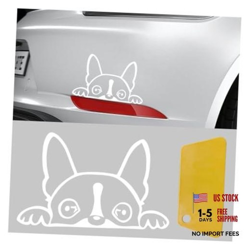 Boston terrier dog - dog, car
