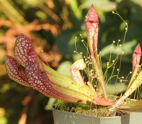 Live carnivorous pitcher plant - pitcher,