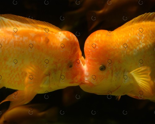 Fish photo digital image - photo,
