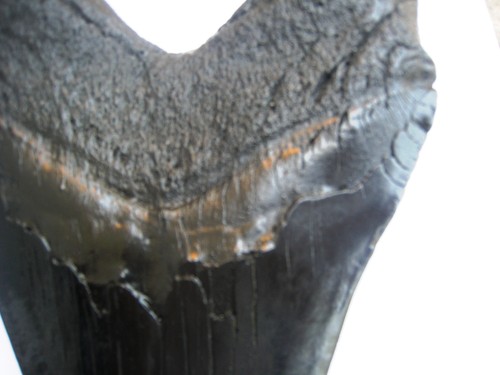 Inch long megalodon - long, tooth