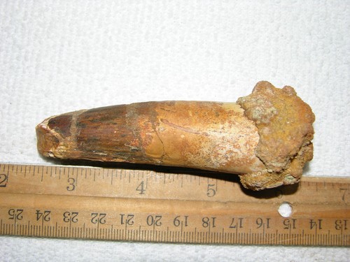 Dinosaur fossil tooth