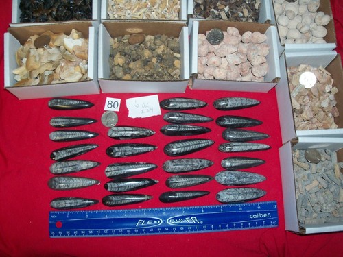100 fossils fossil - fossils., orthoceras