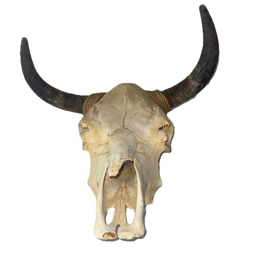 Genuine cow steer with - genuine,
