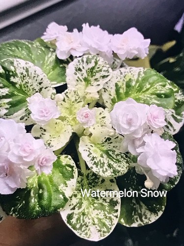 African violet leaves - african,