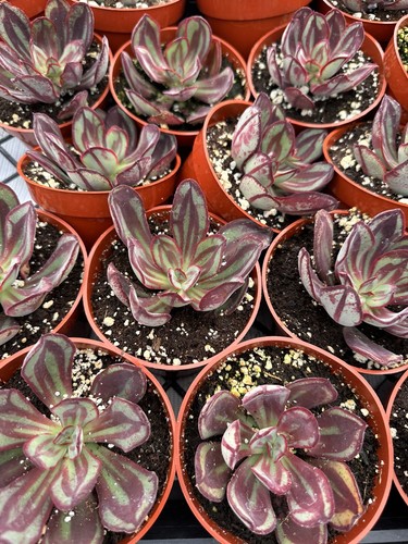 Echeveria nodulosa succulents - nodulosa,