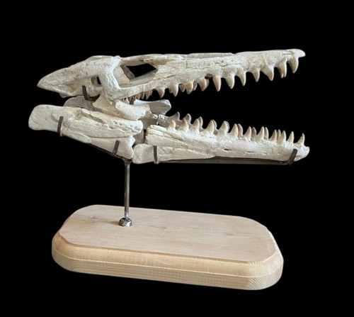 Awesome mosasaur skull