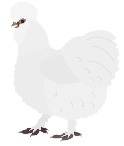 White silkie chicken - white,