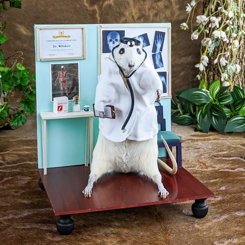 Doctor rat medicine - rat,