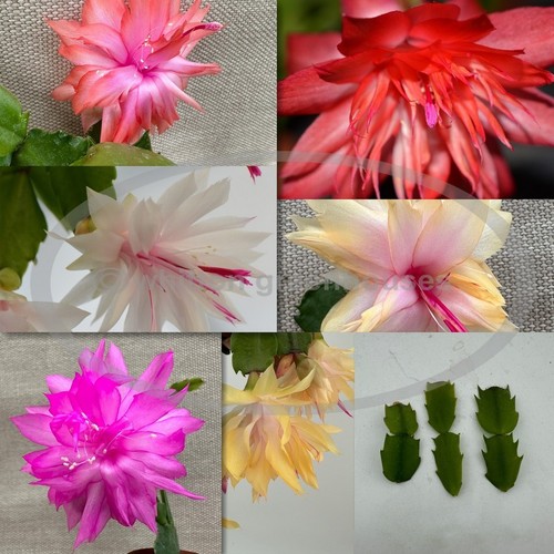 Double flowering - double,