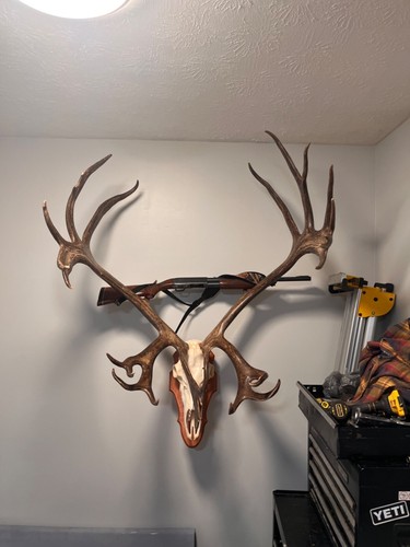 Caribou antlers - ,