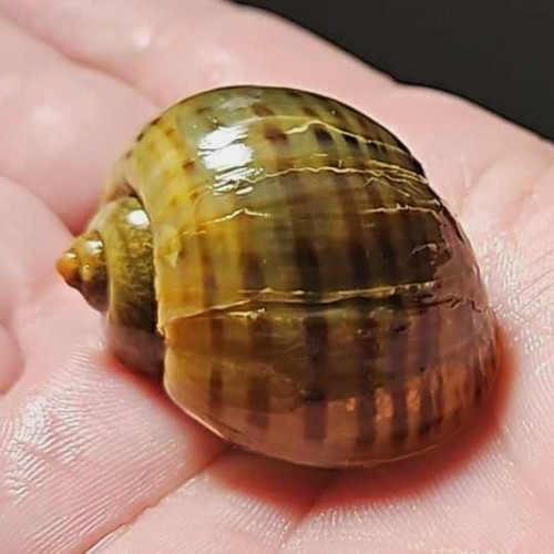 Freshwater apple snail - freshwater,