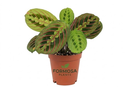 Red maranta prayer live - prayer,