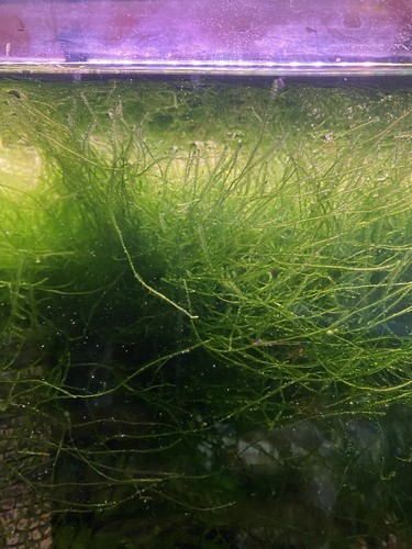Freshwater moss fish flame - fish,