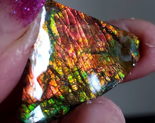 Ammolite ammonite coated - ,