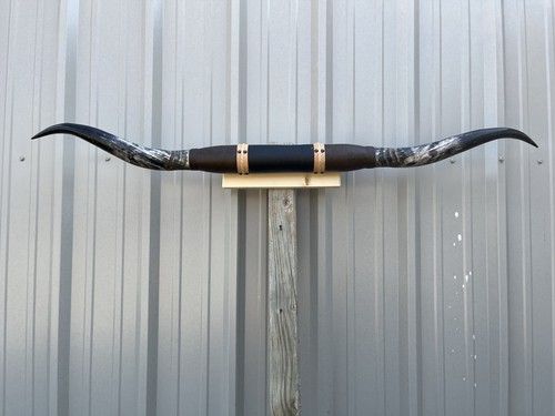 Mounted steer horns feet - steer,