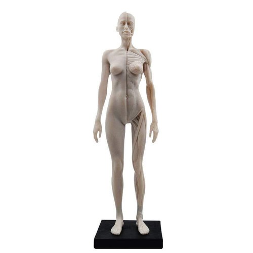 30cm female male white - female/,