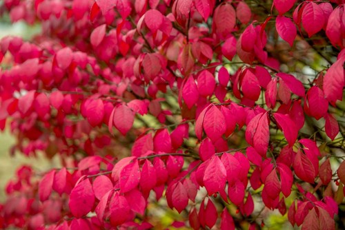 Burning bush shrub yr - 3,