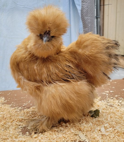 Silkie hatching eggs npip - 6+1,