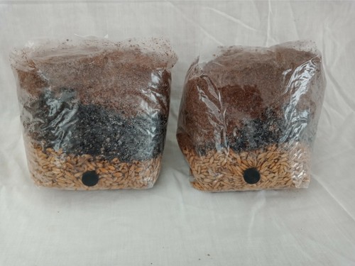 All one mushroom grow - one,