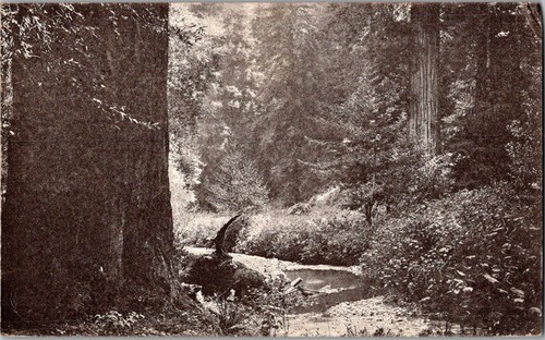 Muir woods california big - woods, california,