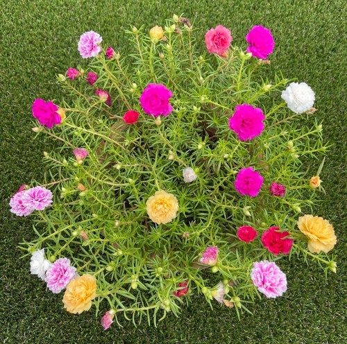 1000 seeds mixed moss - seeds-mixed, rose
