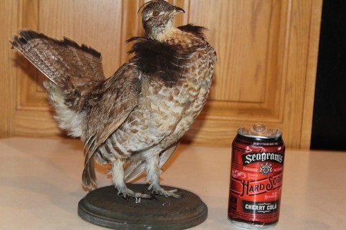 Ruffed grouse taxidermy - ruffed,