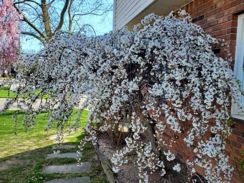 Japanese weeping cherry tree - japanese,