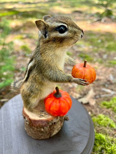 Chipmunk taxidermy - taxidermy,,