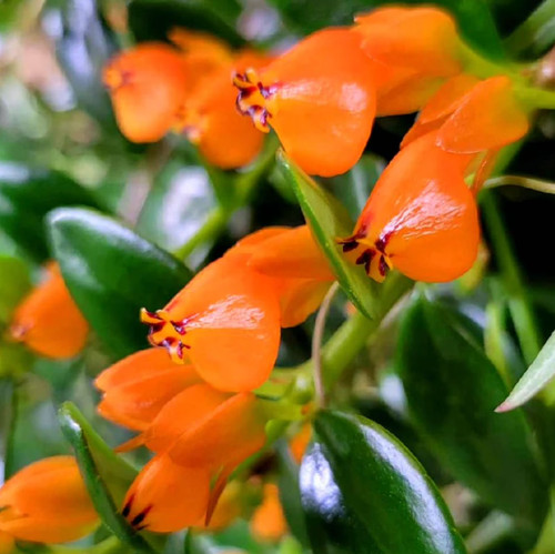 Goldfish plant live - goldfish,