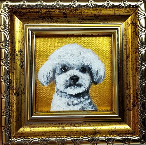 Maltese portrait white puppy - maltese,