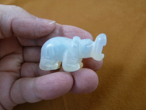 Little white - (y-hip-582),