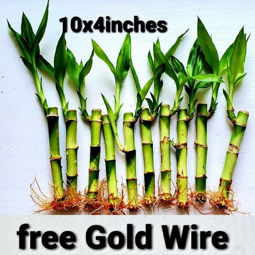 Lucky bamboo live plants 4 - bamboo,