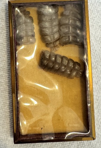Vintage display case with real - display,